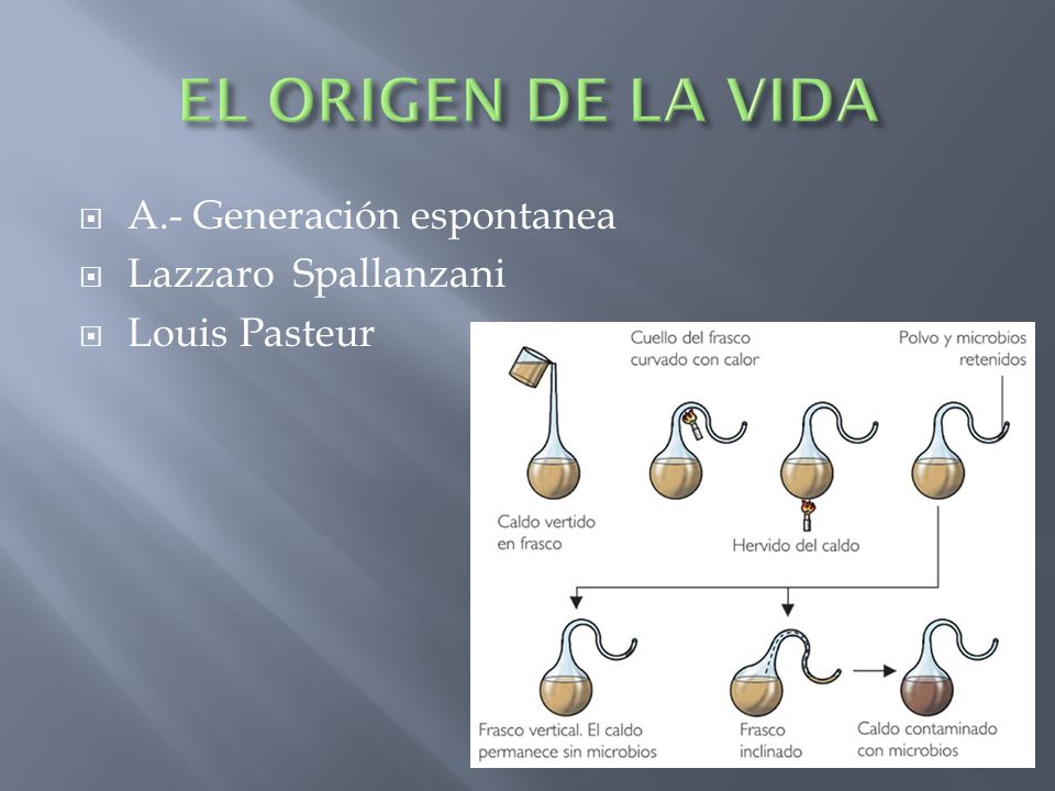 EL ORIGEN DE LA VIDA A.- Generación espontanea Lazzaro Spallanzani