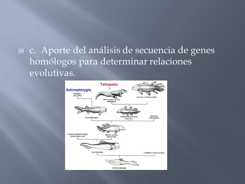 c. Aporte del análisis de secuencia de genes homólogos para determinar relaciones evolutivas.