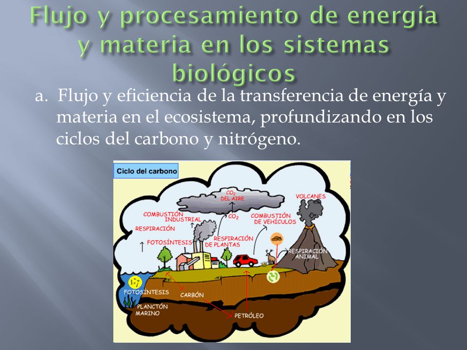 Flujo y procesamiento de energía y materia en los sistemas biológicos