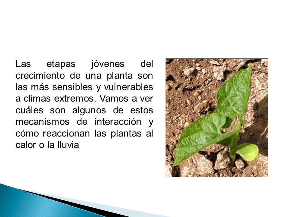 Las etapas jóvenes del crecimiento de una planta son las más sensibles y vulnerables a climas extremos.