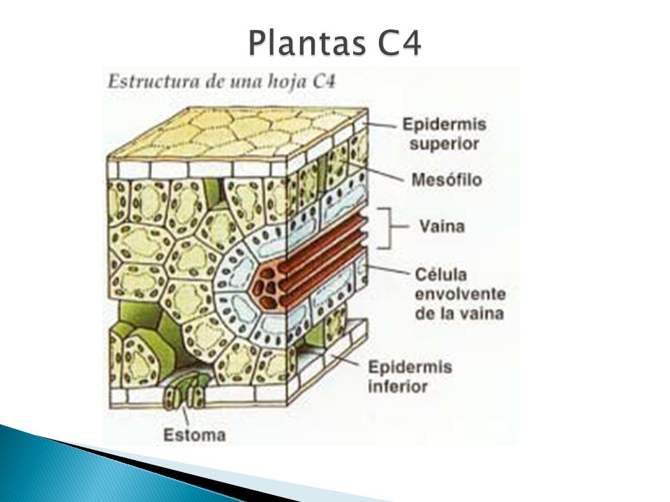 Plantas C4