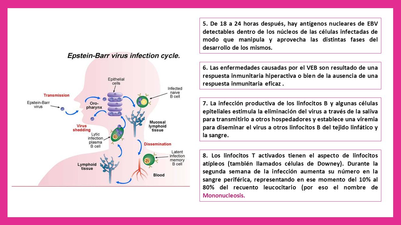 5. De 18 a 24 horas después, hay antígenos nucleares de EBV detectables dentro de los núcleos de las células infectadas de modo que manipula y aprovecha las distintas fases del desarrollo de los mismos.