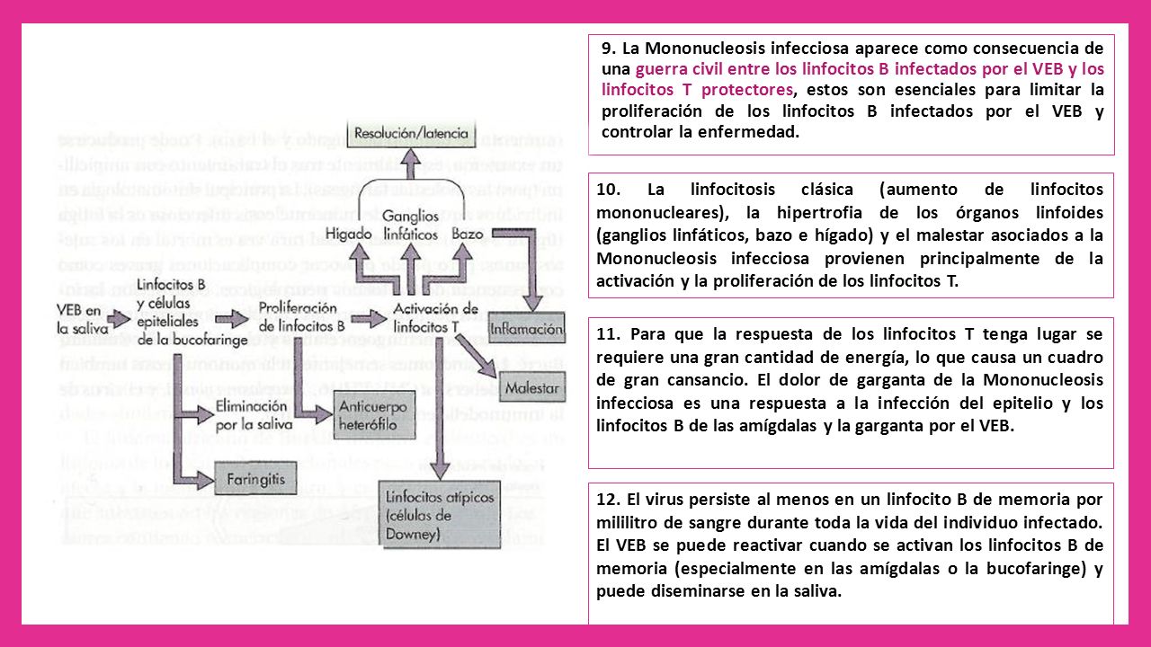 9. La Mononucleosis infecciosa aparece como consecuencia de una guerra civil entre los linfocitos B infectados por el VEB y los linfocitos T protectores, estos son esenciales para limitar la proliferación de los linfocitos B infectados por el VEB y controlar la enfermedad.