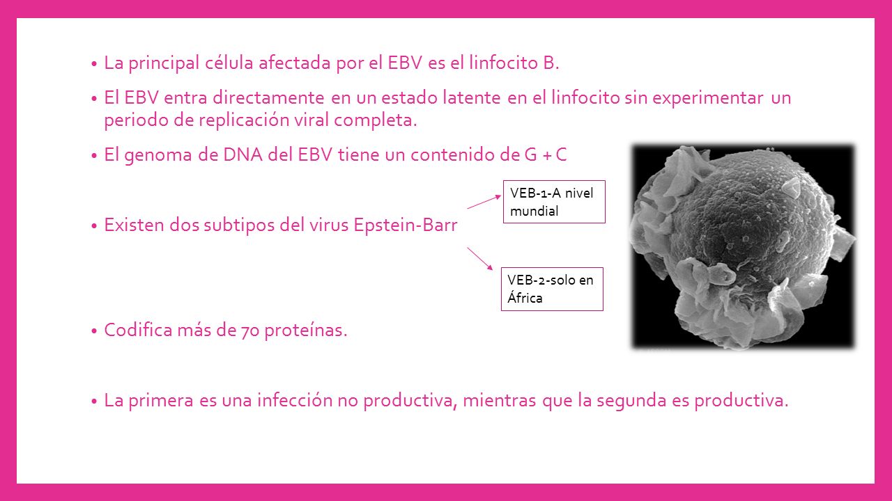 La principal célula afectada por el EBV es el linfocito B.