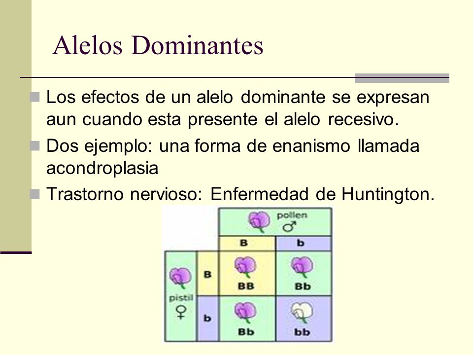 Alelos Dominantes Los efectos de un alelo dominante se expresan aun cuando esta presente el alelo recesivo.