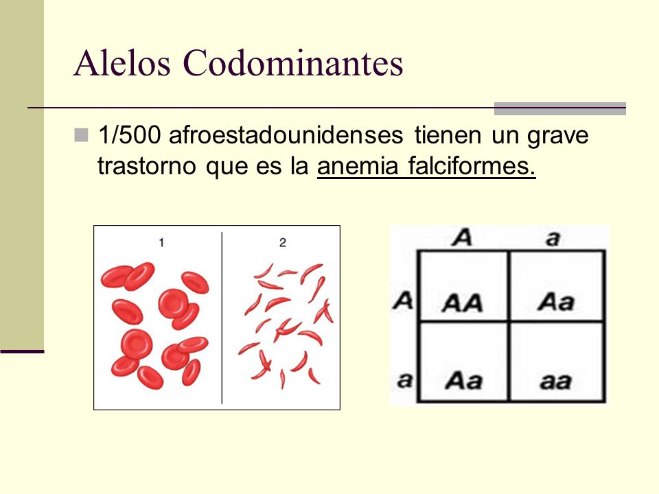 Alelos Codominantes 1/500 afroestadounidenses tienen un grave trastorno que es la anemia falciformes.