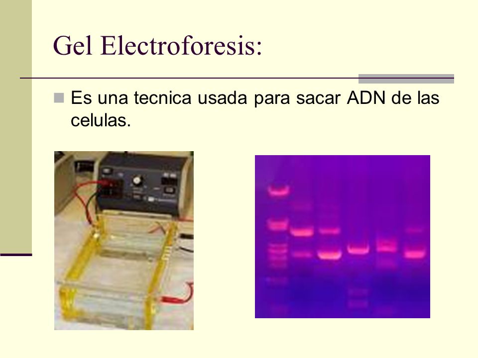 Gel Electroforesis: Es una tecnica usada para sacar ADN de las celulas.
