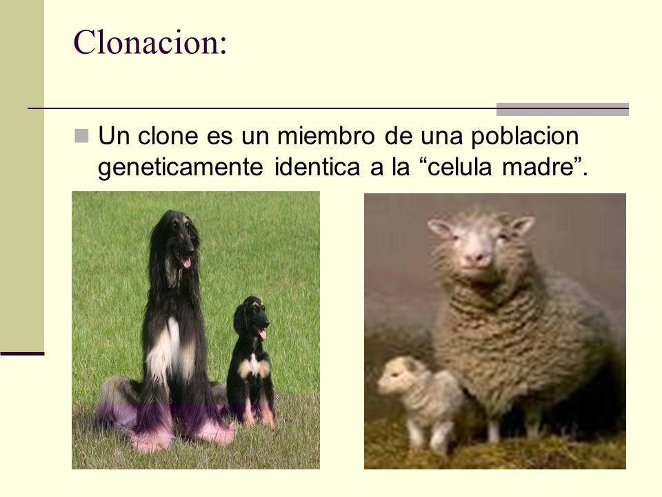 Clonacion: Un clone es un miembro de una poblacion geneticamente identica a la celula madre .