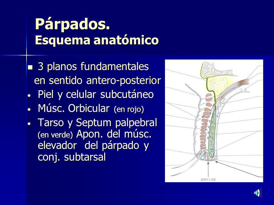 Párpados. Esquema anatómico