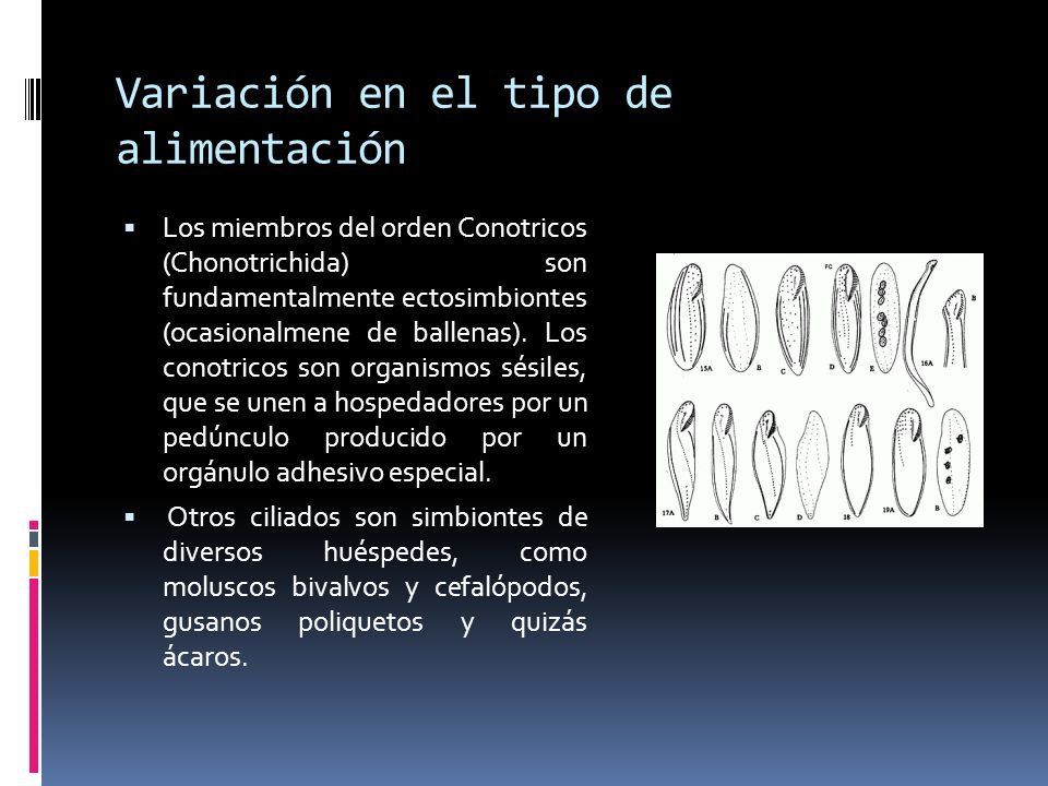 Variación en el tipo de alimentación