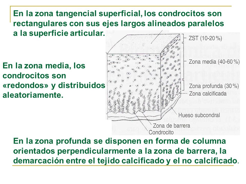 En la zona tangencial superficial, los condrocitos son rectangulares con sus ejes largos alineados paralelos a la superficie articular.