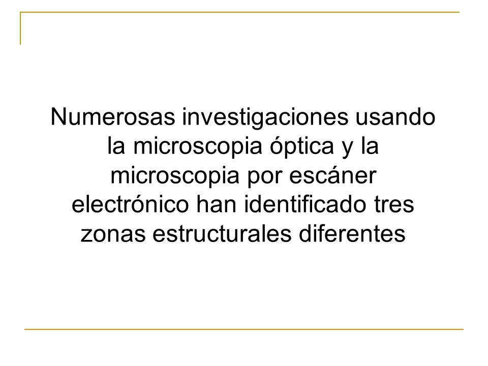 Numerosas investigaciones usando la microscopia óptica y la microscopia por escáner electrónico han identificado tres zonas estructurales diferentes