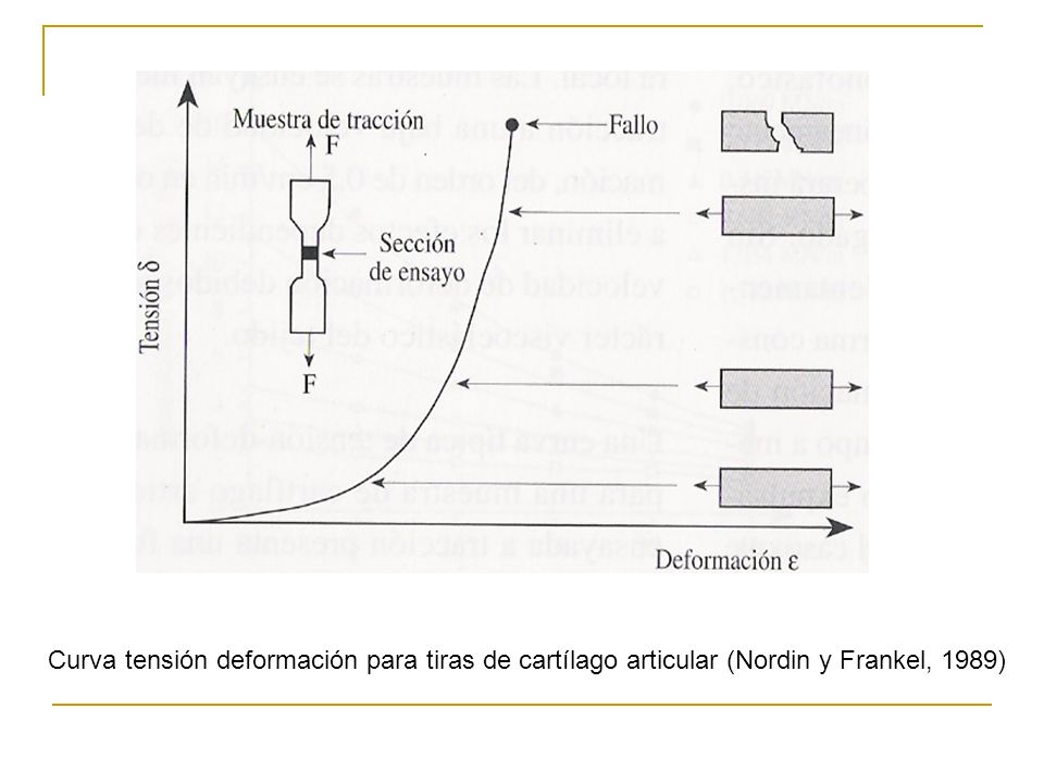 Curva tensión deformación para tiras de cartílago articular (Nordin y Frankel, 1989)