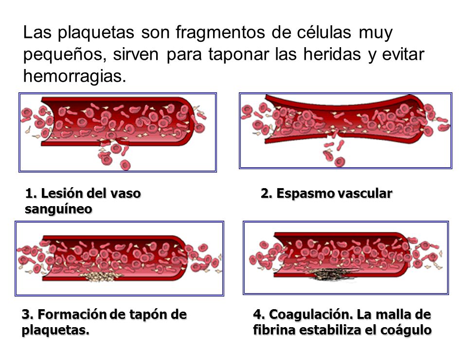 Las plaquetas son fragmentos de células muy pequeños, sirven para taponar las heridas y evitar hemorragias.