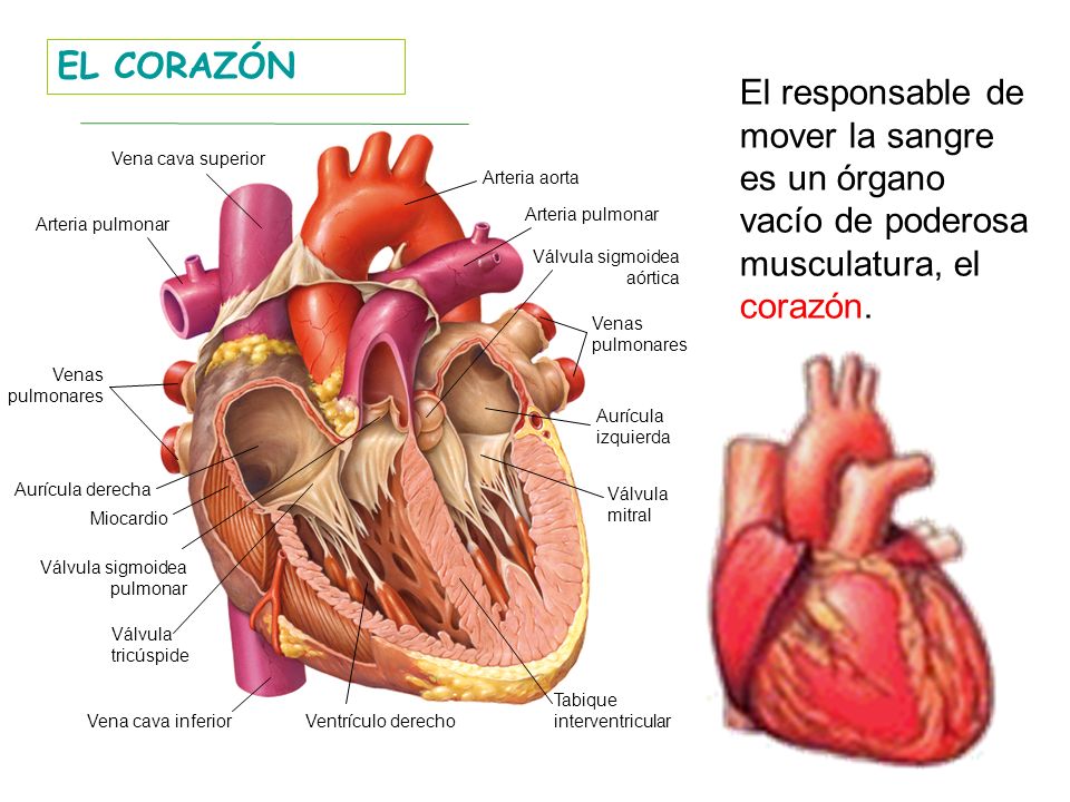 EL CORAZÓN El responsable de mover la sangre es un órgano vacío de poderosa musculatura, el corazón.
