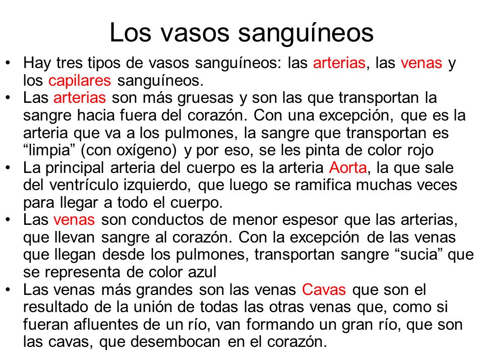 Los vasos sanguíneos Hay tres tipos de vasos sanguíneos: las arterias, las venas y los capilares sanguíneos.