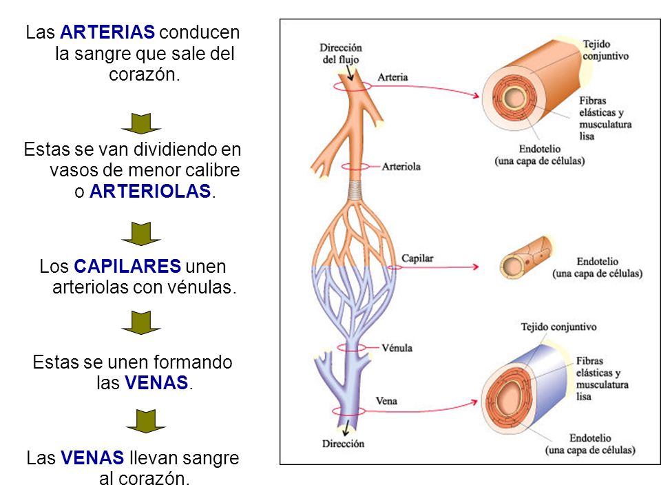 Las ARTERIAS conducen la sangre que sale del corazón.
