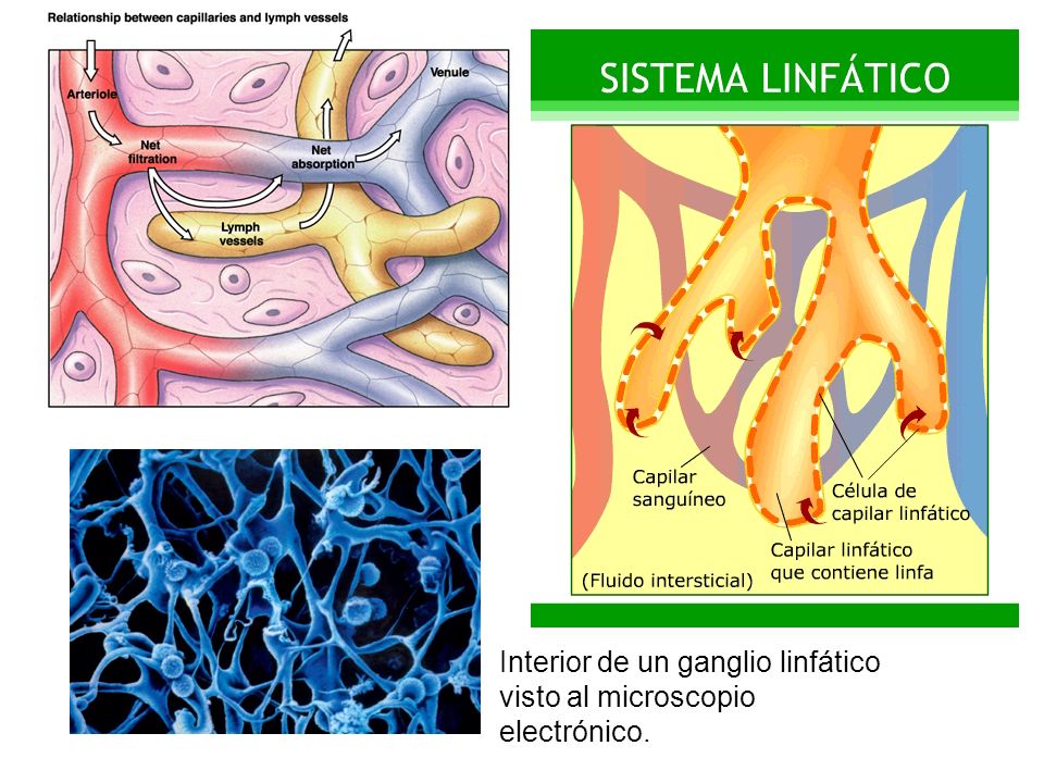 Interior de un ganglio linfático visto al microscopio electrónico.
