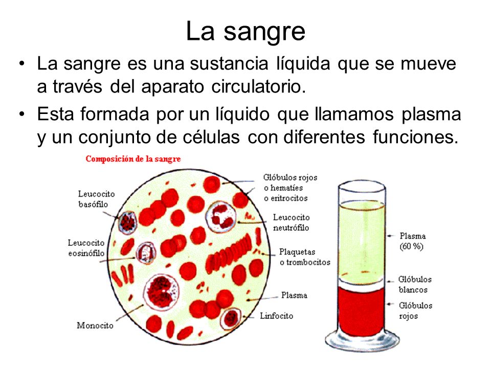 La sangre La sangre es una sustancia líquida que se mueve a través del aparato circulatorio.