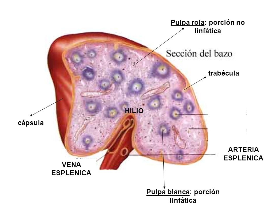 Pulpa roja: porción no linfática Pulpa blanca: porción linfática