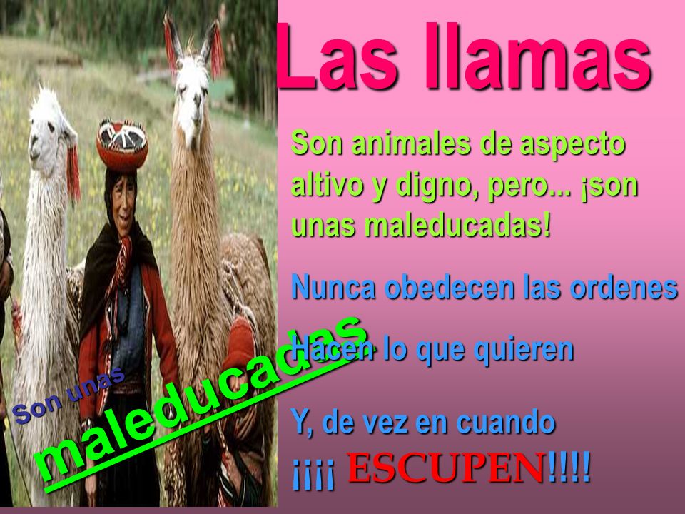 Las llamas Son animales de aspecto altivo y digno, pero... ¡son unas maleducadas! Nunca obedecen las ordenes.