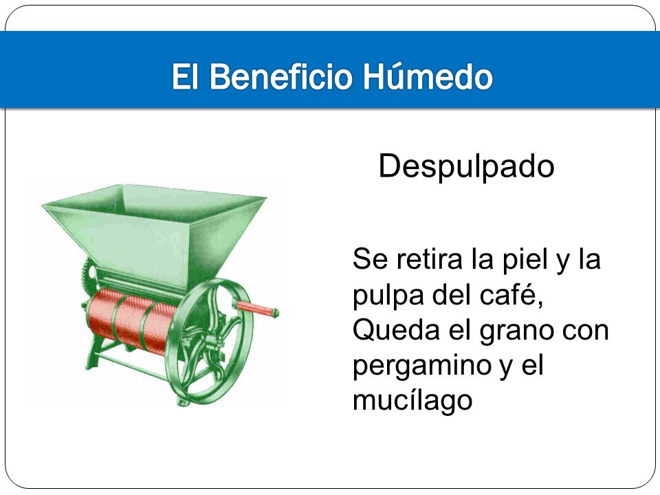 El Beneficio Húmedo Despulpado Se retira la piel y la pulpa del café,