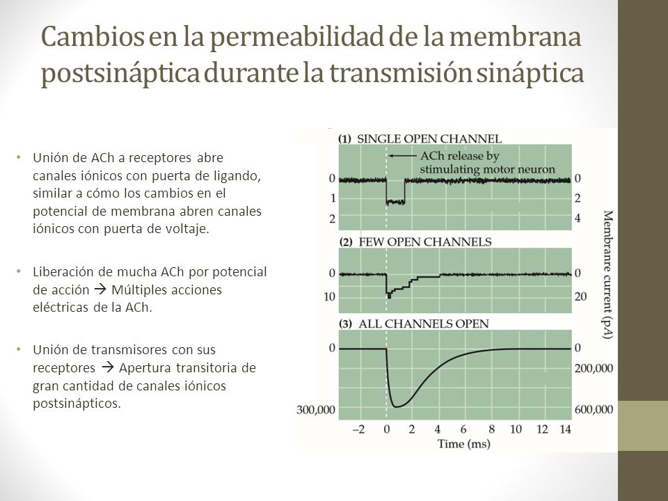 Cambios en la permeabilidad de la membrana postsináptica durante la transmisión sináptica
