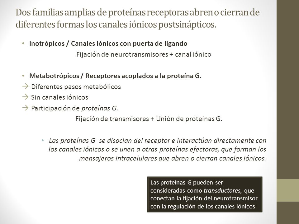 Dos familias amplias de proteínas receptoras abren o cierran de diferentes formas los canales iónicos postsinápticos.