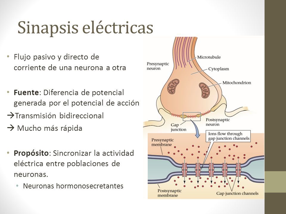 Sinapsis eléctricas Flujo pasivo y directo de corriente de una neurona a otra. Fuente: Diferencia de potencial generada por el potencial de acción.