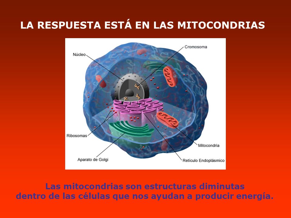 LA RESPUESTA ESTÁ EN LAS MITOCONDRIAS