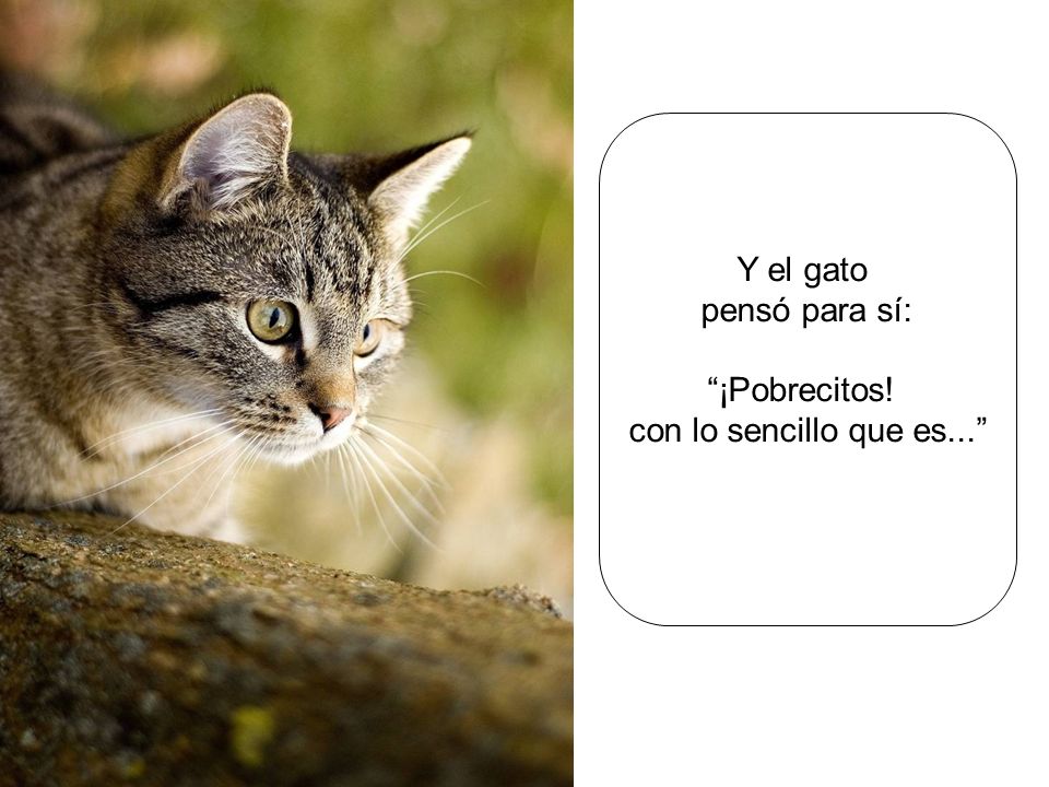 Y el gato pensó para sí: ¡Pobrecitos! con lo sencillo que es...