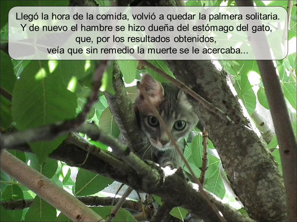 Llegó la hora de la comida, volvió a quedar la palmera solitaria.