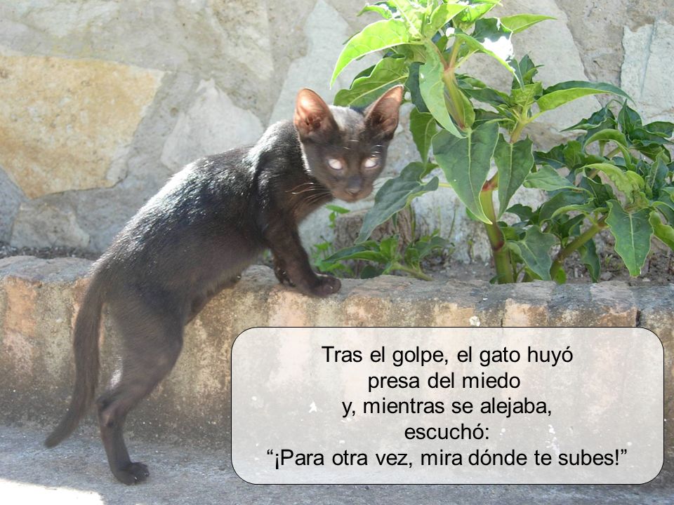 Tras el golpe, el gato huyó presa del miedo y, mientras se alejaba,