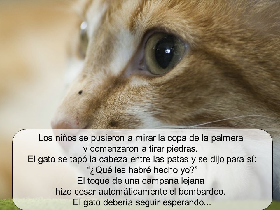 Los niños se pusieron a mirar la copa de la palmera