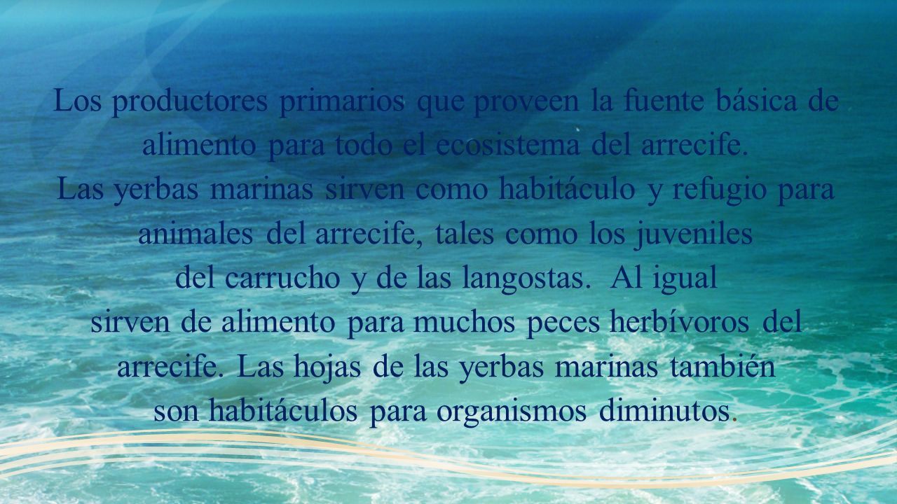 Los productores primarios que proveen la fuente básica de alimento para todo el ecosistema del arrecife.