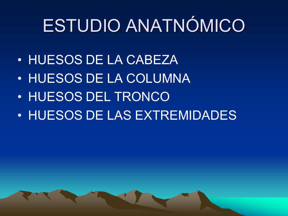 ESTUDIO ANATNÓMICO HUESOS DE LA CABEZA HUESOS DE LA COLUMNA