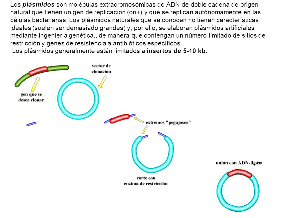 Los plásmidos son moléculas extracromosómicas de ADN de doble cadena de origen natural que tienen un gen de replicación (ori+) y que se replican autónomamente en las células bacterianas.