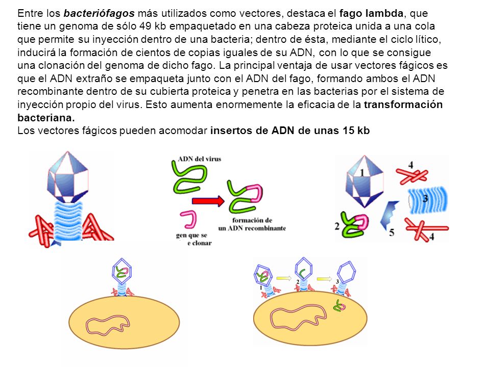 Entre los bacteriófagos más utilizados como vectores, destaca el fago lambda, que tiene un genoma de sólo 49 kb empaquetado en una cabeza proteica unida a una cola que permite su inyección dentro de una bacteria; dentro de ésta, mediante el ciclo lítico, inducirá la formación de cientos de copias iguales de su ADN, con lo que se consigue una clonación del genoma de dicho fago.