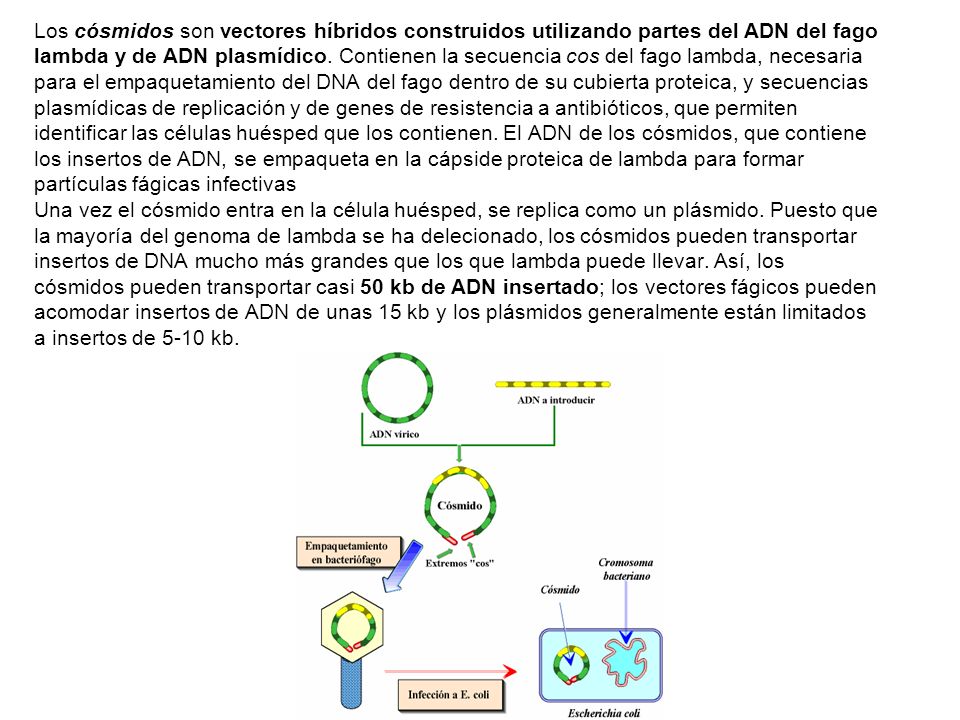 Los cósmidos son vectores híbridos construidos utilizando partes del ADN del fago lambda y de ADN plasmídico.