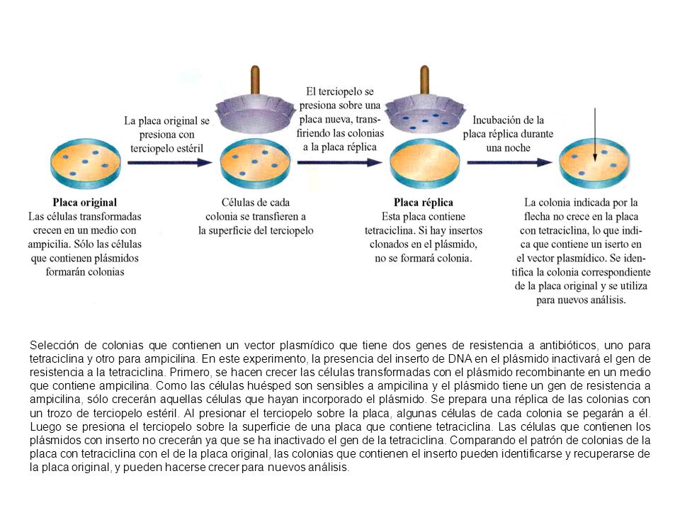 Selección de colonias que contienen un vector plasmídico que tiene dos genes de resistencia a antibióticos, uno para tetraciclina y otro para ampicilina.