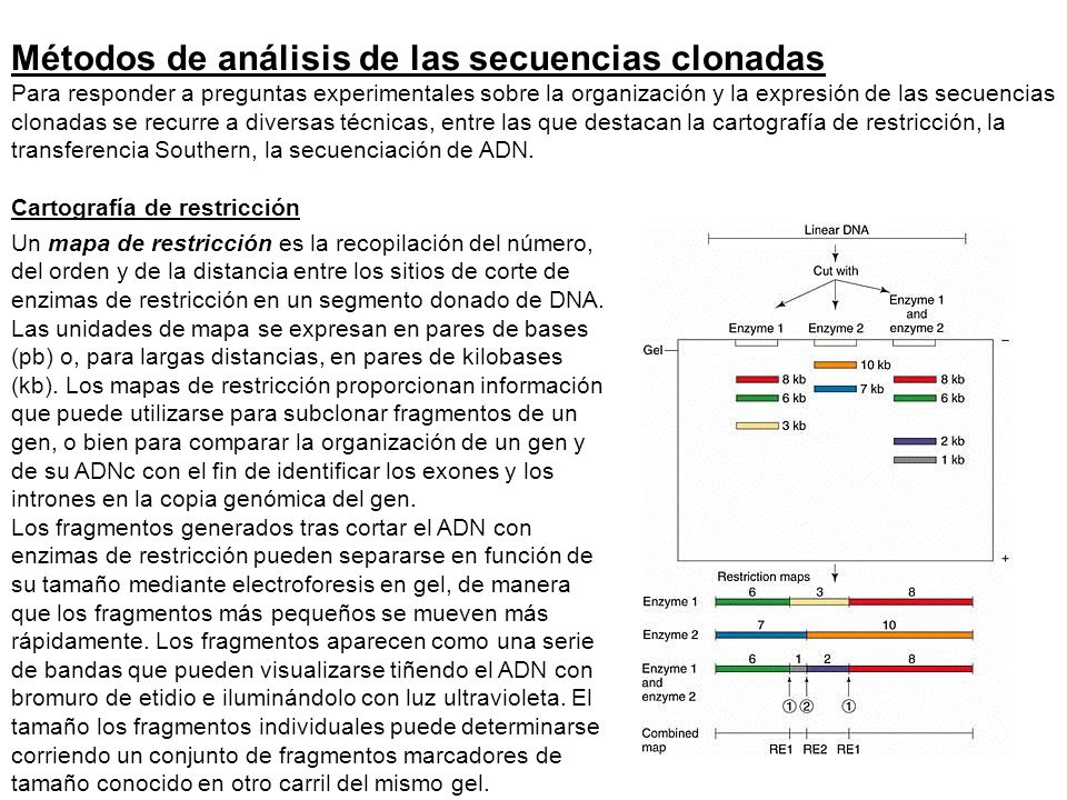 Métodos de análisis de las secuencias clonadas Para responder a preguntas experimentales sobre la organización y la expresión de las secuencias clonadas se recurre a diversas técnicas, entre las que destacan la cartografía de restricción, la transferencia Southern, la secuenciación de ADN. Cartografía de restricción