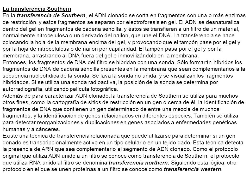 La transferencia Southern En la transferencia de Southern, el ADN clonado se corta en fragmentos con una o más enzimas de restricción, y estos fragmentos se separan por electroforesis en gel.