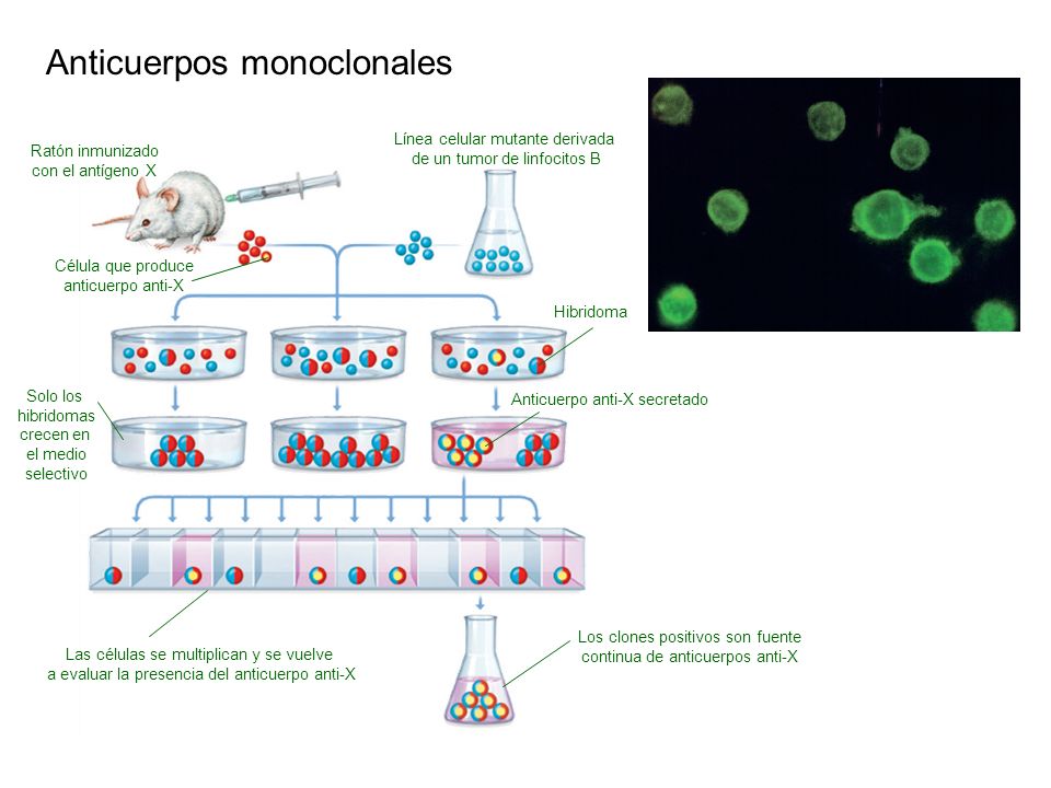 Anticuerpos monoclonales