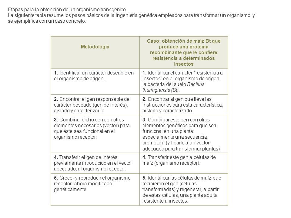 Etapas para la obtención de un organismo transgénico La siguiente tabla resume los pasos básicos de la ingeniería genética empleados para transformar un organismo, y se ejemplifica con un caso concreto: