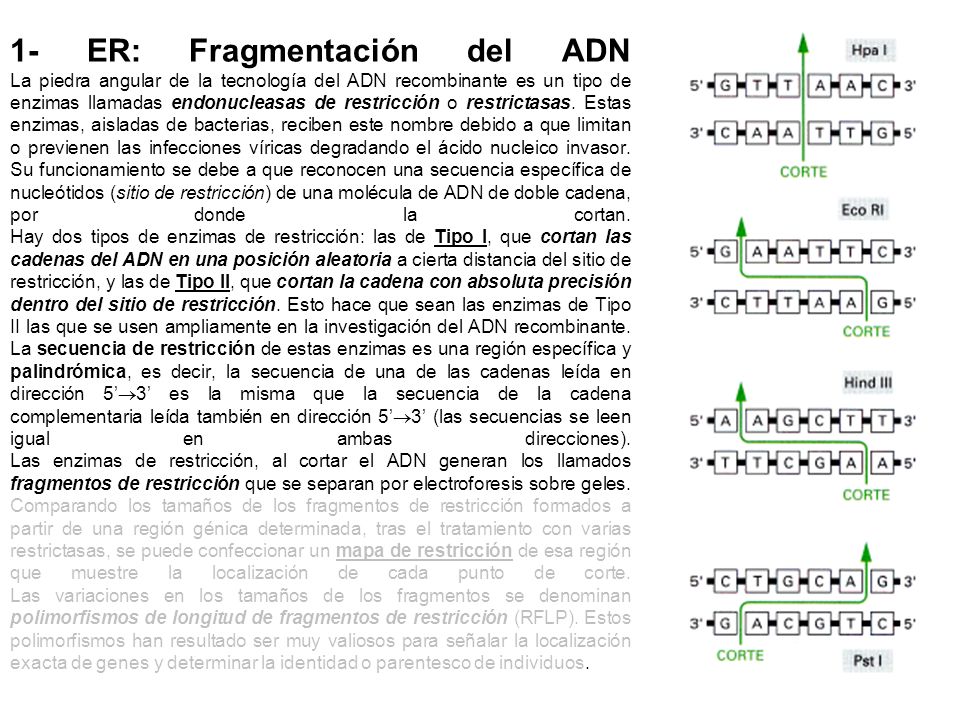 1- ER: Fragmentación del ADN La piedra angular de la tecnología del ADN recombinante es un tipo de enzimas llamadas endonucleasas de restricción o restrictasas.
