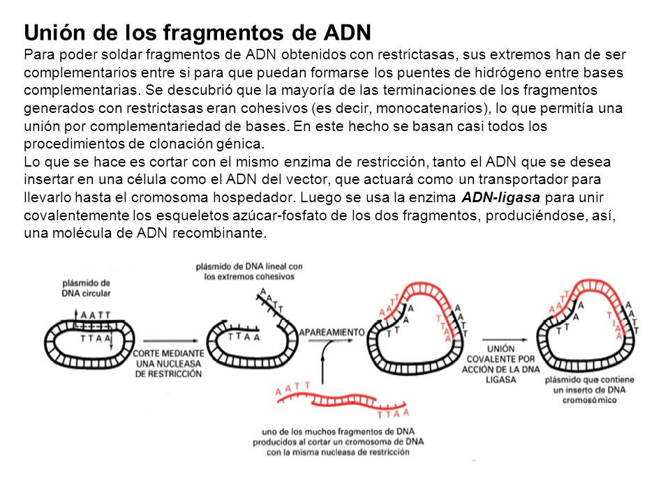 Unión de los fragmentos de ADN Para poder soldar fragmentos de ADN obtenidos con restrictasas, sus extremos han de ser complementarios entre si para que puedan formarse los puentes de hidrógeno entre bases complementarias.