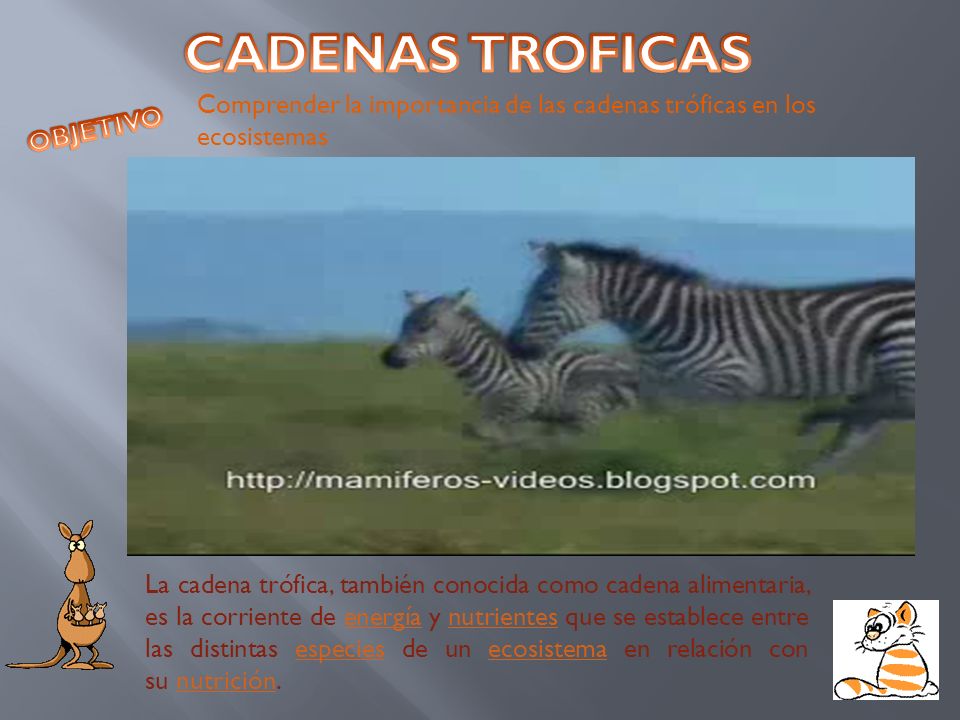 CADENAS TROFICAS Comprender la importancia de las cadenas tróficas en los ecosistemas. OBJETIVO.