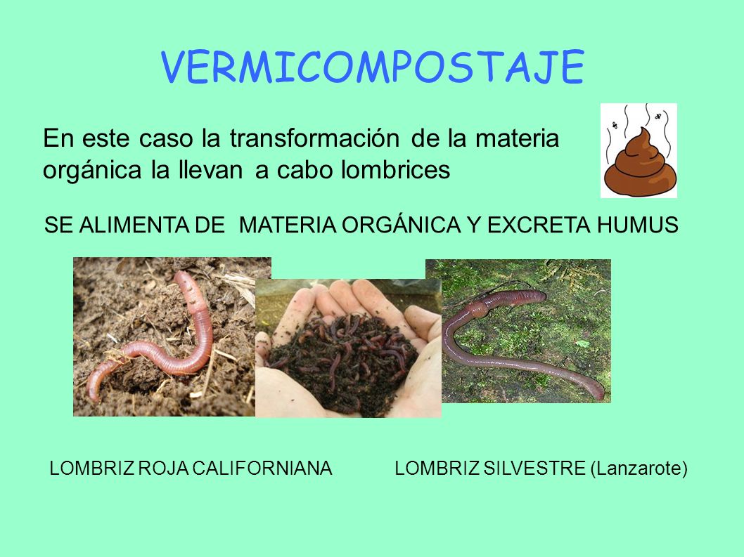VERMICOMPOSTAJE En este caso la transformación de la materia orgánica la llevan a cabo lombrices. SE ALIMENTA DE MATERIA ORGÁNICA Y EXCRETA HUMUS.