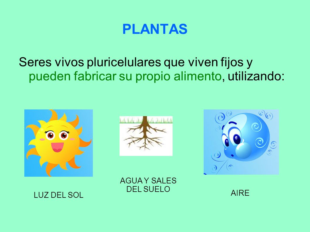 PLANTAS Seres vivos pluricelulares que viven fijos y pueden fabricar su propio alimento, utilizando: