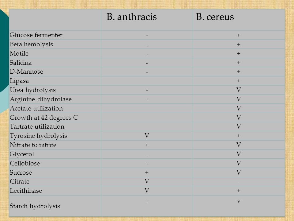 B. anthracis B. cereus Glucose fermenter - + Beta hemolysis Motile
